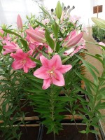 [4220 Aya Sophia No01.JPG]